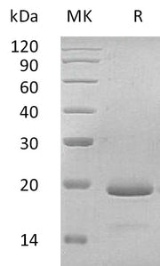 Recombinant Human IL-11
