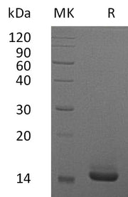 Recombinant Human GM-CSF (E. coli)