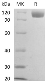 Recombinant Mouse Siglec-2 (C-6His)