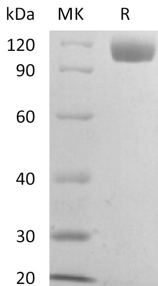 Recombinant Mouse Siglec-2 (C-6His)