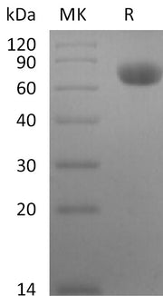 Recombinant Rhesus Macaque TNF RII (C-Fc)