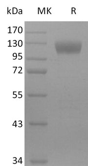 Recombinant Mouse Siglec-10 (C-Fc)