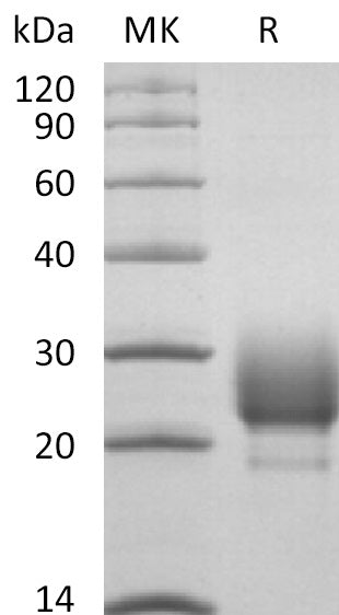 Recombinant Rhesus Macaque CD79B (C-6His)