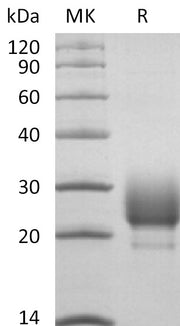 Recombinant Rhesus Macaque CD79B (C-6His)