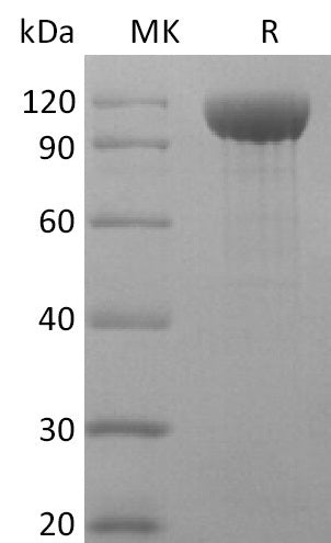 Recombinant Rhesus Macaque ANG2 (C-Fc)