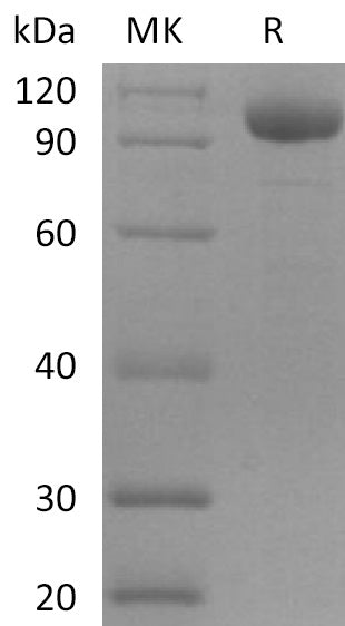 Recombinant Human LILRB2 (C-Fc)