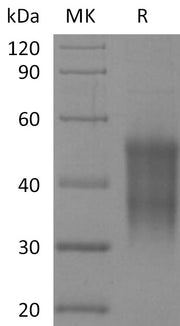 Recombinant Rhesus Macaque CD47 (N-6His-Flag)