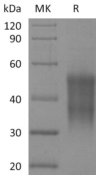 Recombinant Rhesus Macaque CD47 (N-6His-Flag)