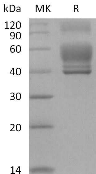 Recombinant Human IL-13 (C-Fc)