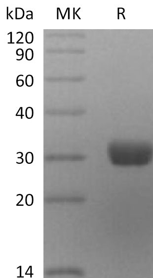 Recombinant Human ANG2 (C-6His)