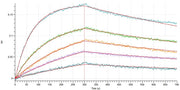 Recombinant Cynomolgus Nectin-4 (C-6His)