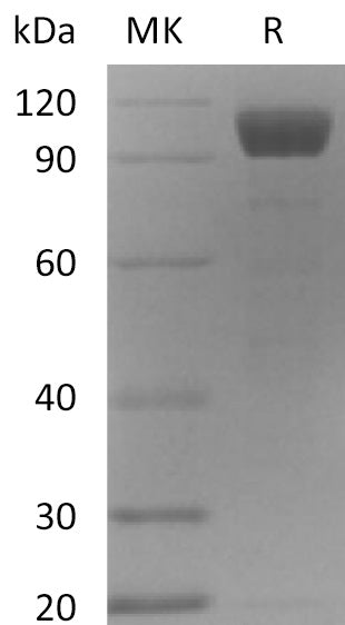 Recombinant Mouse ANG2 (C-Fc)