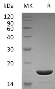 Recombinant Human TRAIL
