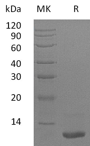 Recombinant Human LR3-IGF-1