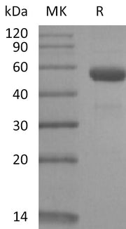 Recombinant Rhesus Macaque CD79B (C-Fc)