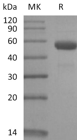 Recombinant Rhesus Macaque CD79B (C-Fc)