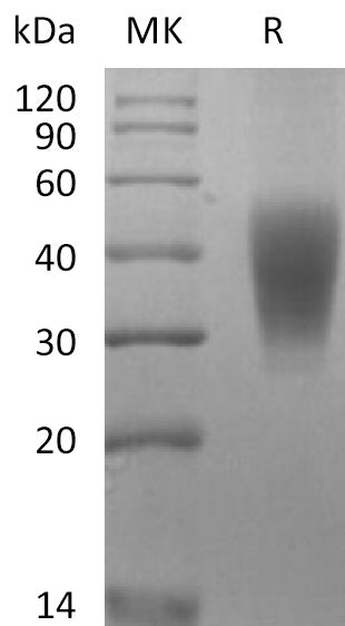 Recombinant Rhesus Macaque SLAMF7 (C-6His)