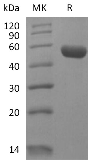Recombinant Human LAIR2 (C-Fc)