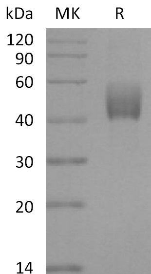 Recombinant Mouse TGFBR1 (C-Fc)