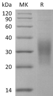 Recombinant Mouse SECTM1A (C-6His)