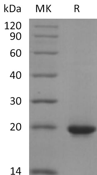 Recombinant Human SHH (C-6His)