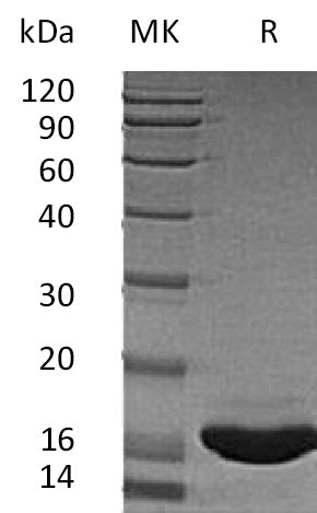 Recombinant Human SCF