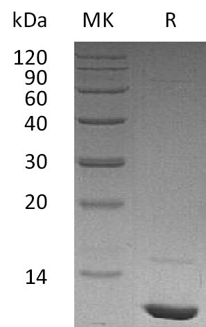 Recombinant Human IGF-I