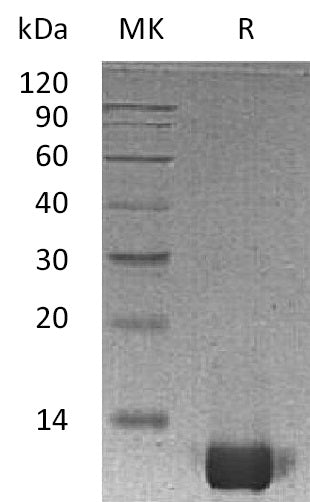 Recombinant Human IL-8 (77AA)