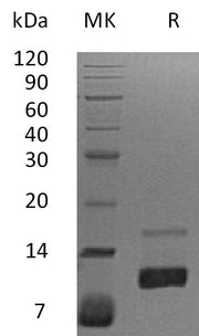 Recombinant Human IL-8 (72AA)