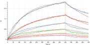 Recombinant Human IL-17F