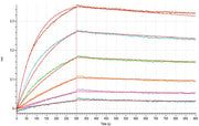 Recombinant Cynomolgus Nectin-4 (C-Fc)