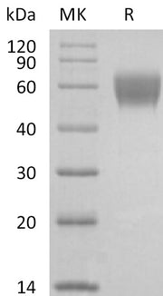 Recombinant Cynomolgus NKG2D (N-Fc)