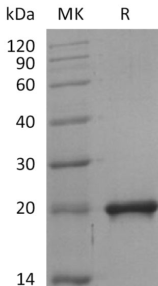 Recombinant Mouse SHH (C-6His)