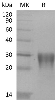 Recombinant Human LAP (TGF-beta 1)