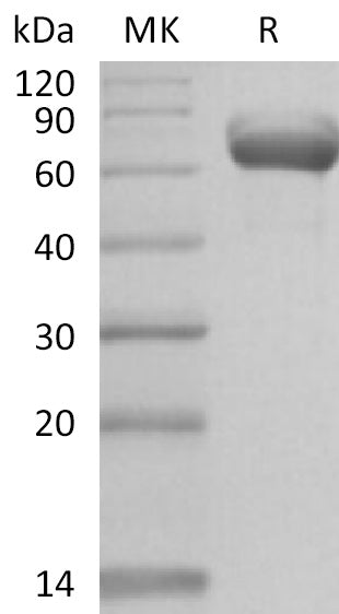 Recombinant Human BTN1A1 (C-Fc)