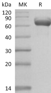 Recombinant Human BTN1A1 (C-Fc)