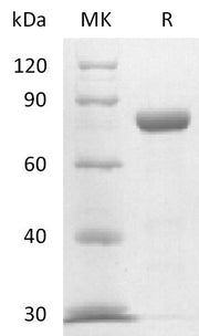 Recombinant Mouse Nectin-4 (C-Fc)