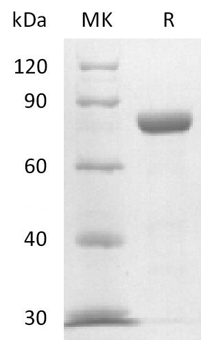 Recombinant Mouse Nectin-4 (C-Fc)