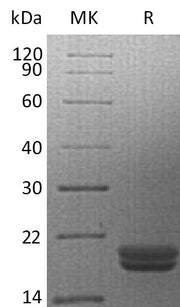 Recombinant Human IL-16