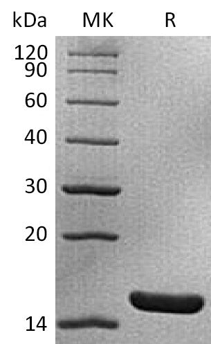 Recombinant Mouse IL-1a