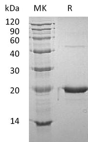Recombinant Mouse GH