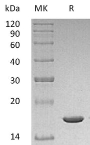 Recombinant Mouse IL-1b