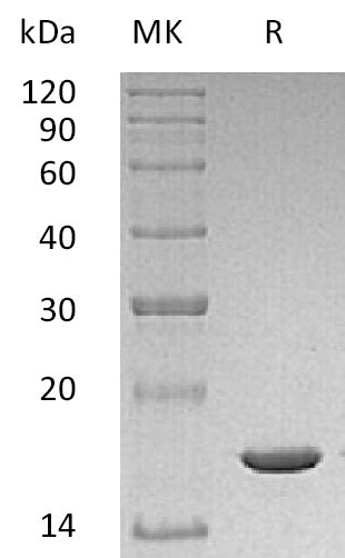 Recombinant Mouse IL-1b
