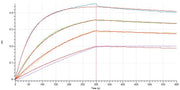 Recombinant Cynomolgus Siglec-15 (C-Fc)