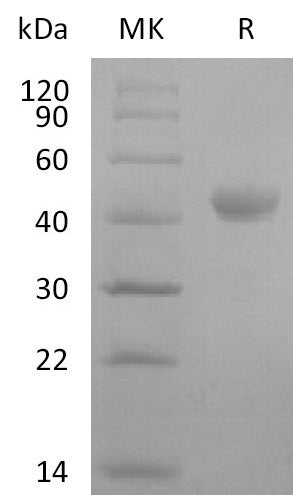 Recombinant Mouse Nectin-4 (C-6His)