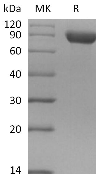 Recombinant Human Siglec-8 (C-Fc)