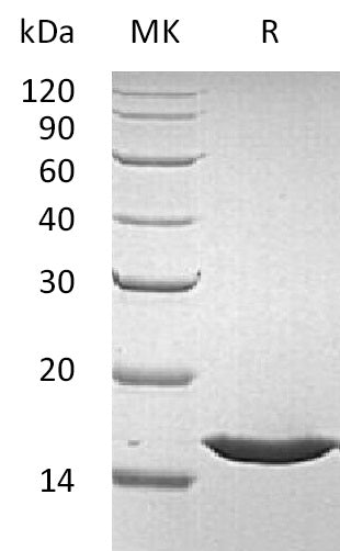 Recombinant Human FGFa (140AA)