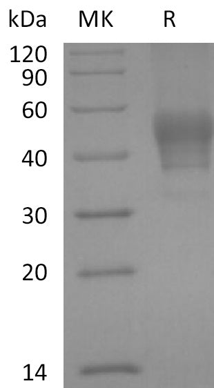 Recombinant Human CD24 (C-mFc)