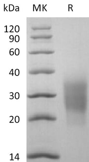 Recombinant Cynomolgus NKG2D (N-6His)