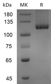 Recombinant Mouse TGFBR3 (C-6His)